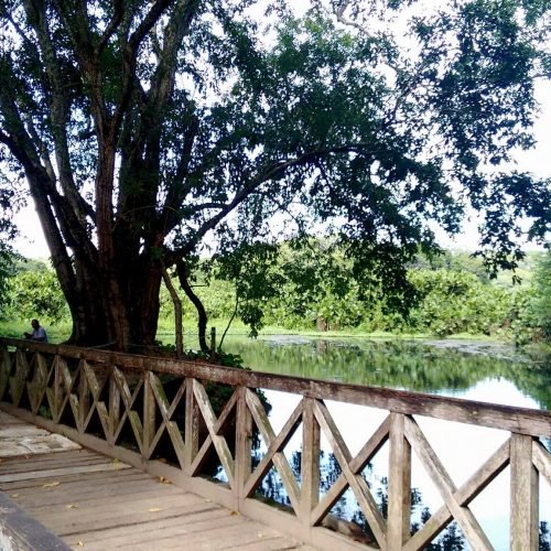 Jardim Botânico e Vale dos Dinossauros têm funcionamento alterado durante festas de fim de ano na Paraíba