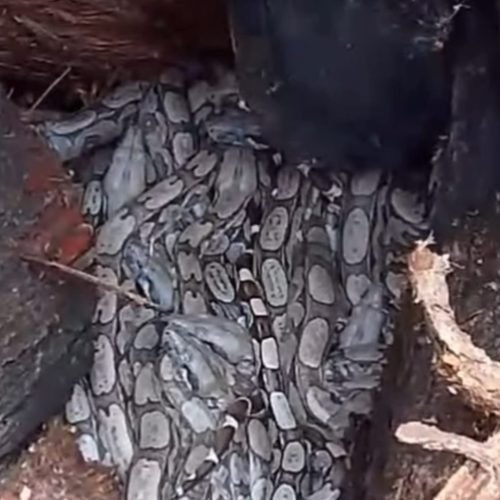 trabalhadores encontram ninho com dezenas de cobras em Sousa